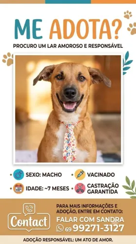 Linda cachorrinha disponível pra doação responsável.