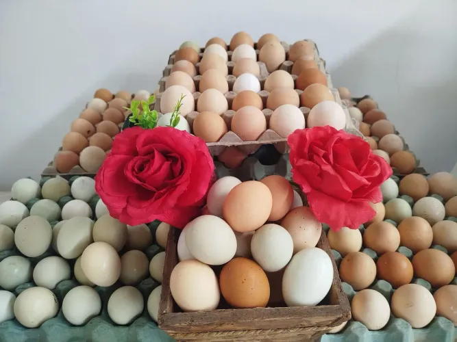Ovos galados/ férteis de galinhas caipira melhorado...