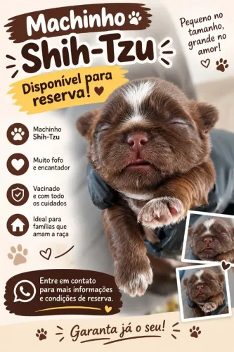 Shitzu machinhos pronto pará reserva