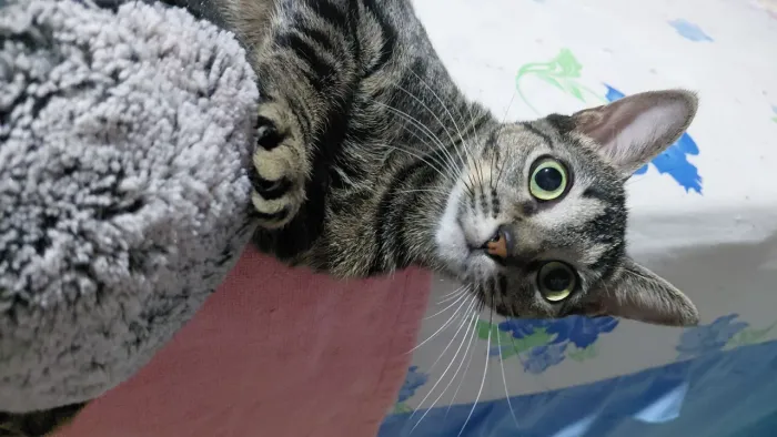 Adoção De Gatinha Tigresa!!