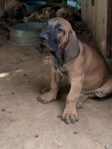 Filhote de fila brasileiro