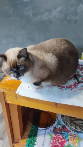 Gata castrada para doação 