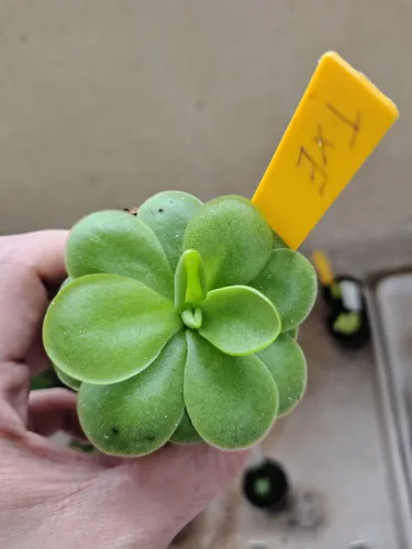 Planta carnivora(pinguicula Tina X Emarginata)