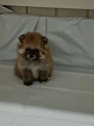 Filhote de Spitz Alemão Anão