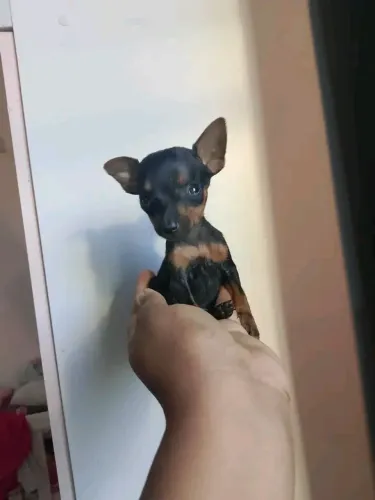 Pinscher Micro OO