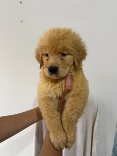 Golden retriever Femea da imagem