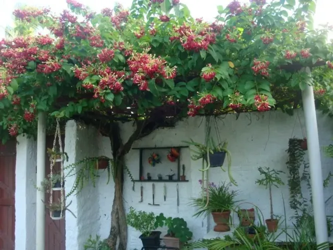Jasmim da Índia - Quisqualis indica (Trepadeira) vendo mudas