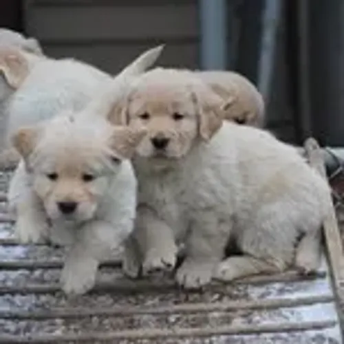 Filhotinhos golden retriever dócil com contrato e garantia saúde