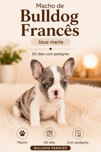 Bulldog francês macho Blue merle 65 dias