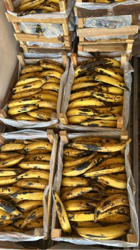 BANANAS PACOVAN 70$ reais caixa com 25kg