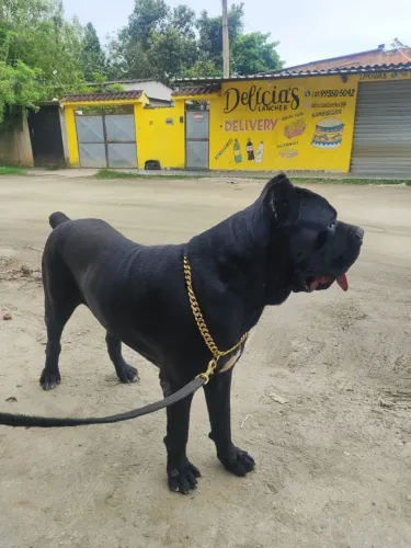 Cane corso doação