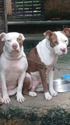 Vendo filhotes de Pitbull 