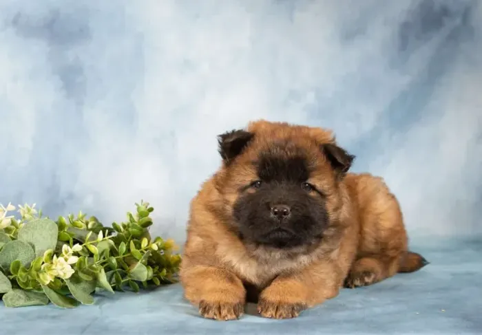 Filhotes de Chow Chow lindos - confira