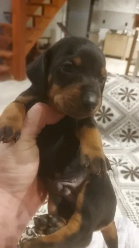 Vendo filhote de dachshund (linguicinhas)