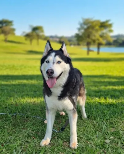 Doação de husky siberiano