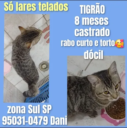Gato castrado 