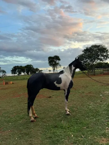 Vendo cavalos e éguas de marcha PICADA alguns em até 30 parcelas a partir dos 10 mil 