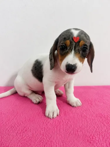 Dachshund salsicha