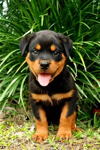 Rottweiler Filhote Uma Companhia Para Crescer Com Você