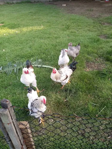 Galo e galinha Brahma 