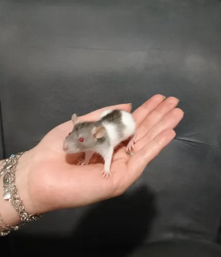 Ratos Twister 
