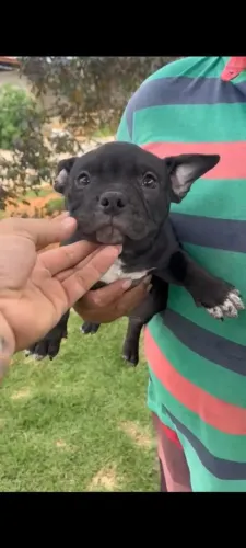 American Bully micro fêmea, alto padrão