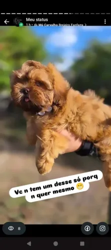 Shih-tzu 