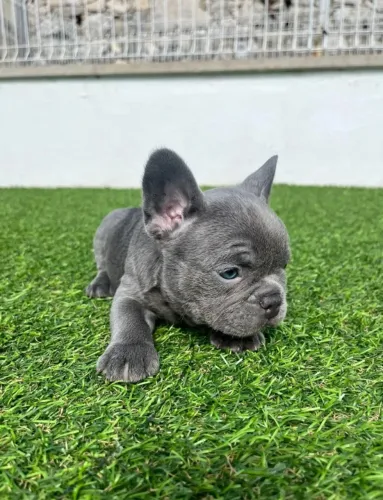 Bulldog Francês Macho com Pedigree - Tranquilo, Amoroso e de Fácil Convívio