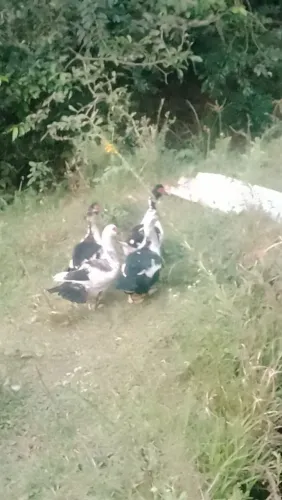 Patos do mato 