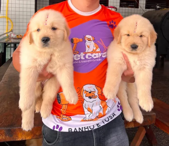 LINDOS FILHOTES DE GOLDEN RETREIVER DISPONÍVEIS