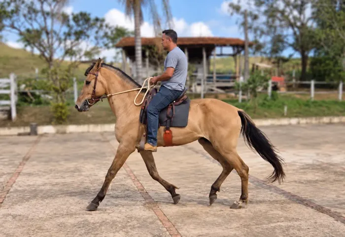 Égua Campolina top de marcha picada