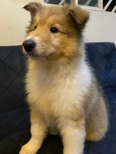 Filhote de Rough collie