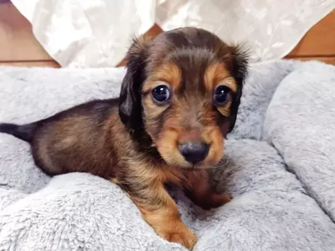 Cachorro filhote de raça: Teckel/Dachshund/Salsicha/Salsichinha/Basset/Cofap