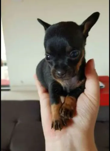 Pinscher 0 o ratinho mais lindo que vc já viu
