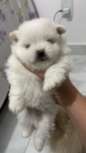Lulu da pomerania anao 
