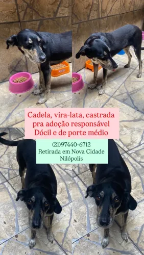 Cadela castrada pra adoção