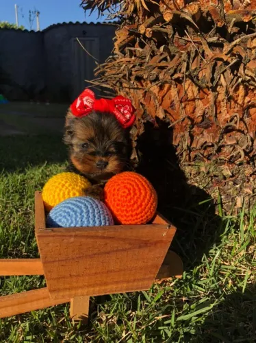 Yorkshire Terrier dos sonhos - Lindo e cheio de charme!