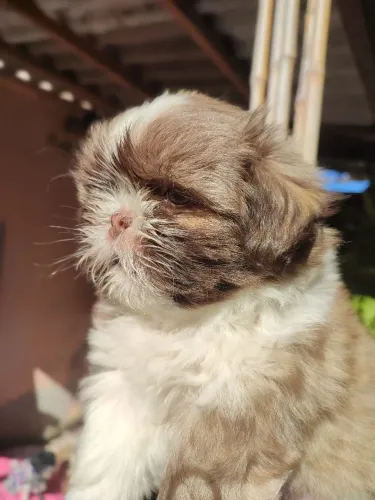 Shih Tzu macho