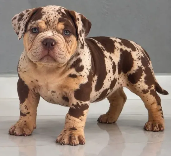 american bully canil oficial