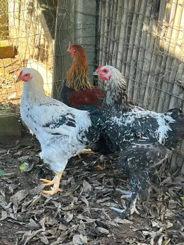 Galos