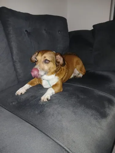 Cachorro pra adoção