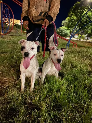 FILHOTES DE AMSTAFF
