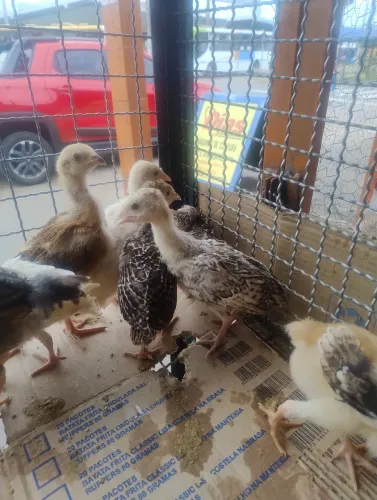 Filhote de peru carijó lindos 