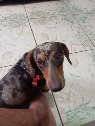 Cofap macho 8 meses 