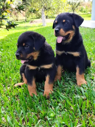 Cão de Guarda - Filhotes Rottweiler 