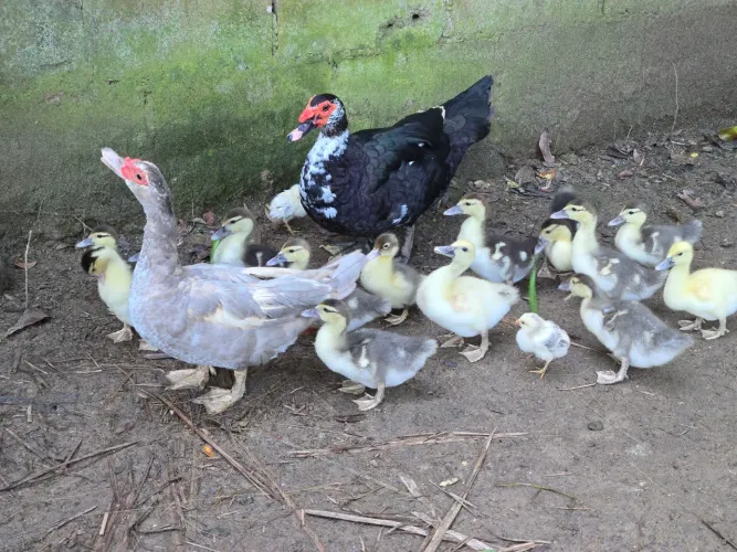 Patos e patas (filhotes)