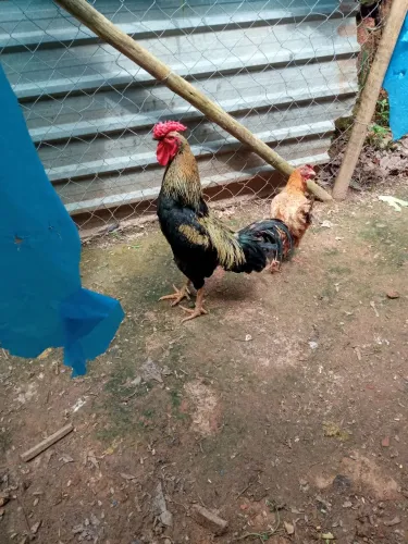 Galo Índio