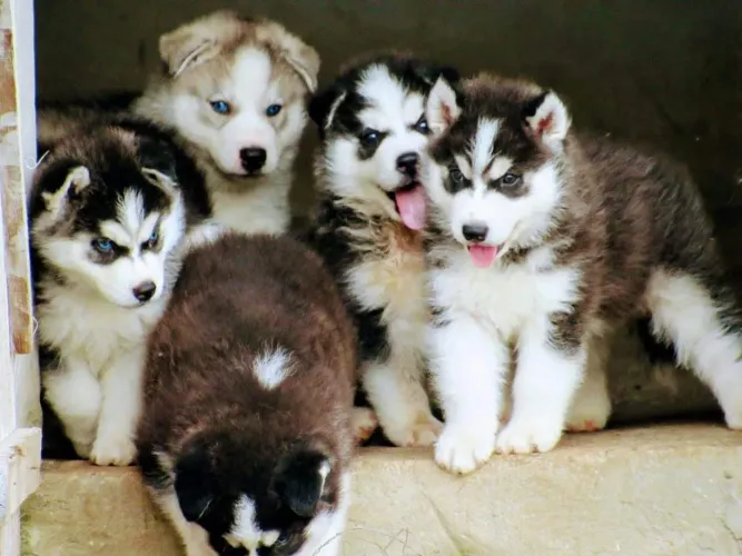 Husky Siberiano macho marrom