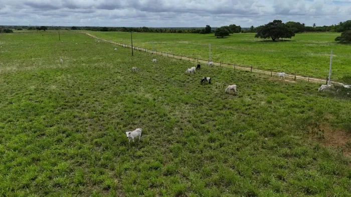 fazenda com 238 hectares na região de poço branco riquíssima em água
