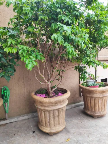 Vaso para frutíferas ou palmeira